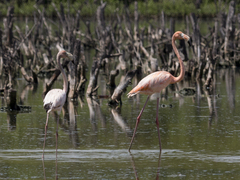 Phoenicopterus ruber