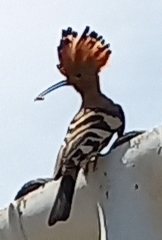 Upupa epops africana