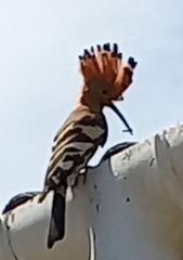 Upupa epops africana