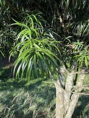 Podocarpus henkelii