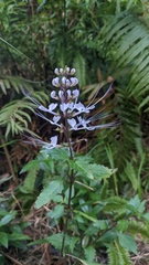 Orthosiphon aristatus