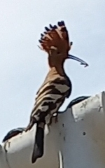 Upupa epops africana