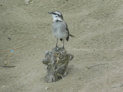 Mimus longicaudatus