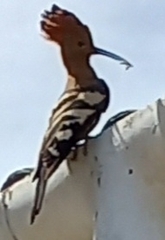 Upupa epops africana