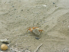 Ocypode gaudichaudii