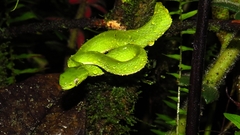 Bothriechis lateralis