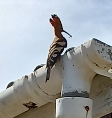 Upupa epops africana