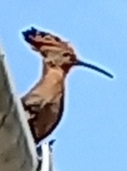 Upupa epops africana