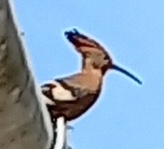 Upupa epops africana