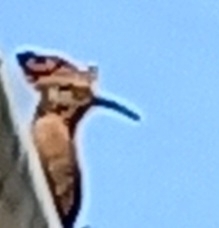 Upupa epops africana