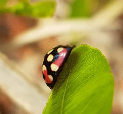 Cheilomenes sulphurea