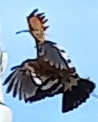 Upupa epops africana