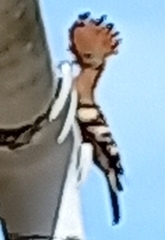 Upupa epops africana