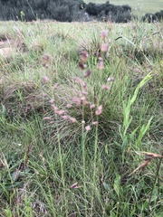 Eragrostis racemosa