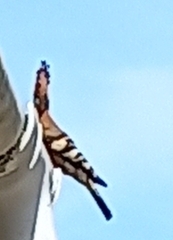 Upupa epops africana