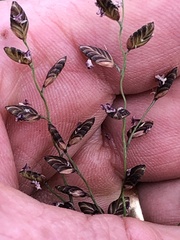 Eragrostis racemosa