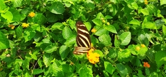 Heliconius charithonia vazquezae