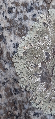 Xanthoparmelia conspersa