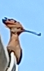 Upupa epops africana