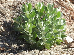 Eriodictyon tomentosum