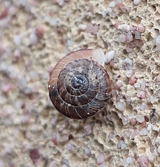 Xeroplexa intersecta