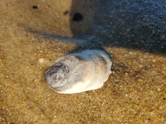 Littorinimorpha