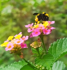 Bombus sonorus