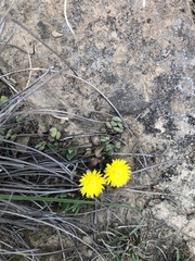 Bergeranthus katbergensis