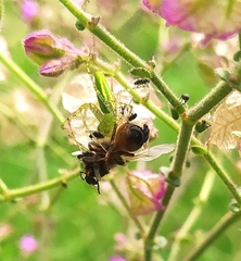Peucetia