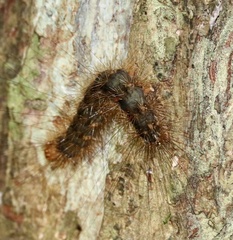 Leptocneria reducta