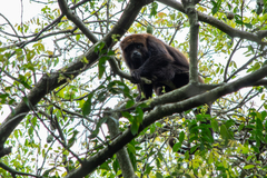 Alouatta guariba