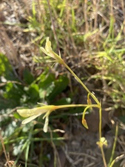 Pelargonium elongatum
