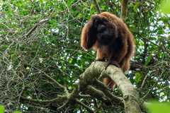 Alouatta guariba