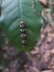 Pyrrhochalcia iphis