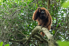 Alouatta guariba