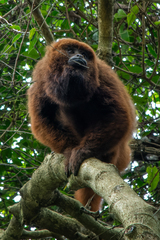 Alouatta guariba