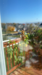 Polistes exclamans