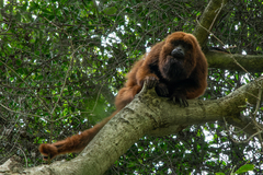 Alouatta guariba