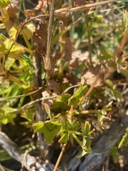 Pelargonium elongatum