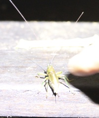 Tettigoniidea