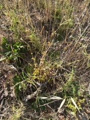 Pelargonium elongatum
