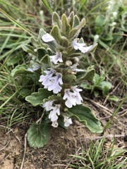 Ajuga genevensis