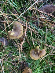 Craterellus tubaeformis