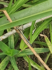 Hemistigma albipunctum