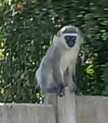 Chlorocebus pygerythrus pygerythrus