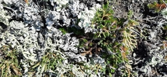 Selaginella sanguinolenta