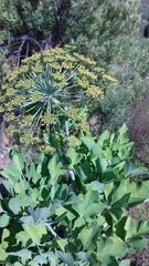 Notobubon galbanum