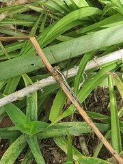 Hemistigma albipunctum