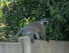 Chlorocebus pygerythrus pygerythrus