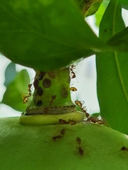 Oecophylla longinoda